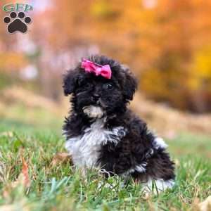 Gracie, Toy Poodle Puppy